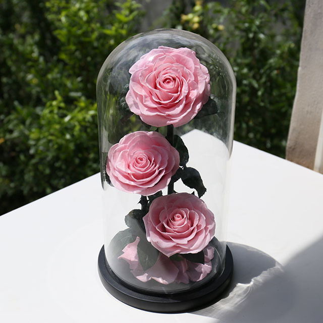 3 rose rosa