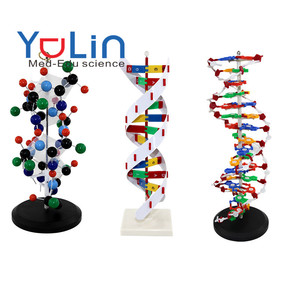 Çift sarmal insan genleri DNA modelleri DNA montajı için biyolojik bilim öğretim yardımı ekran bilim öğretim enstrümanı - Product Image 1