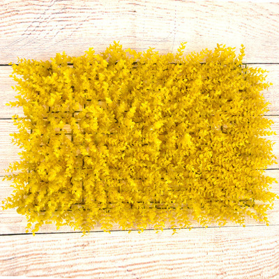 Eucalyptus jaune