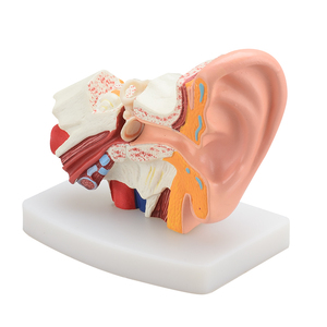 Tıbbi öğretim için insan kulak anatomisi modeli mini pvc taban - Product Image 1