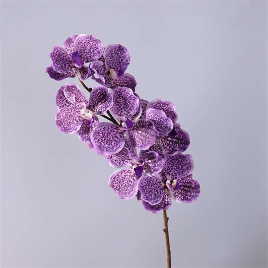 Pourpre