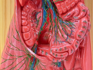 İnsan lenfatik sistem Organ modeli, bağışıklık sistemi anatomik öğretim tıbbi aracı 3D simülatörü - Product Image 2