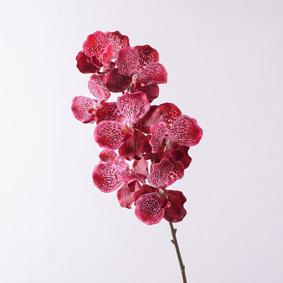 Rose garance