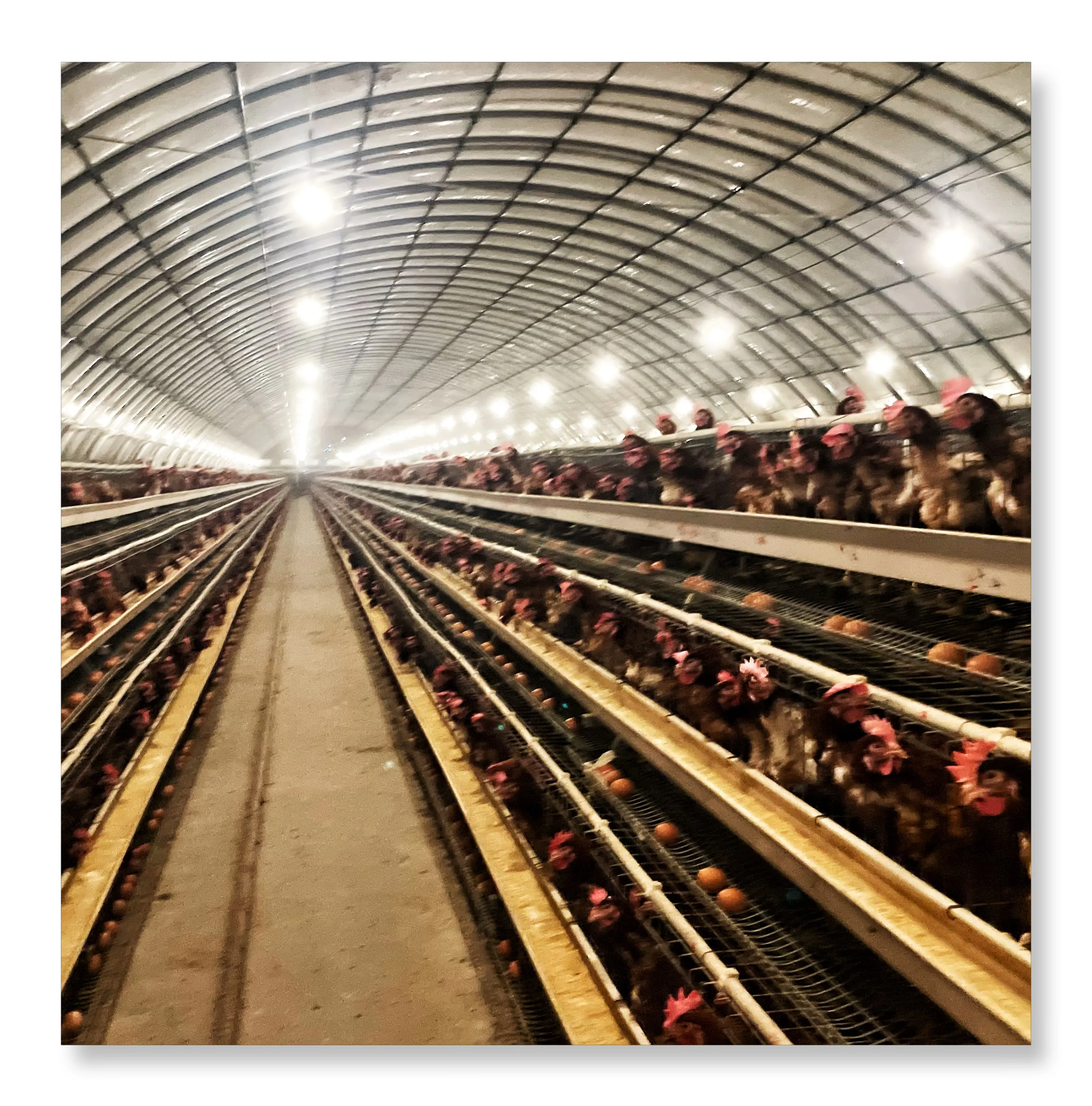 Jaulas de pollos con capa de huevo para construcción de granjas avícolas de 2000 aves en venta Sistema de jaulas de alimentación de aves de corral de 3/4 capas