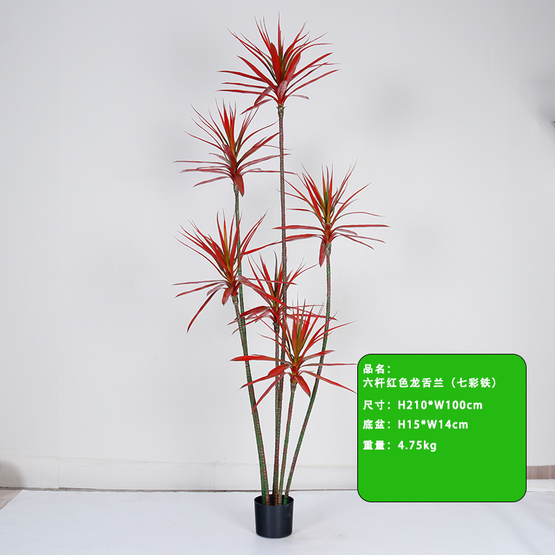 Agave rouge à six tiges de 210 cm avec sept couleurs