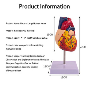 2025ใหม่โมเดลหัวใจกายวิภาคขนาดเท่าจริง2ส่วนสอนทางการแพทย์ของ Krc - Product Image 6