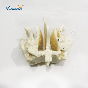 Cơ quan Mô hình giải phẫu mô hình cơ thể con người PVC nhựa <span class=keywords><strong>ethmoid</strong></span> mở rộng mô hình bộ xương cho giảng dạy y tế bộ xương người - Product Image 4