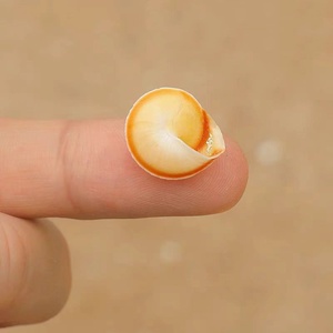 Mini Natural Yellow Snail <strong>Shells</strong> 1 to 1.2 Centimeters Polished Conch Seashell - Product Image 5