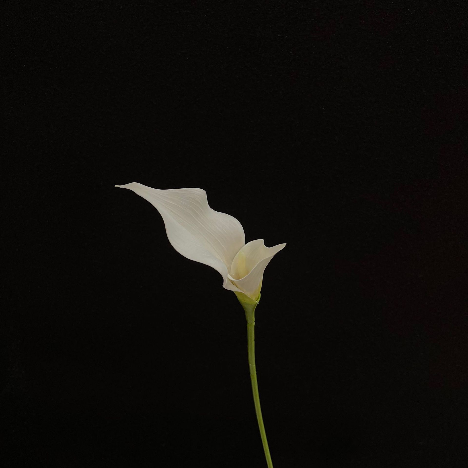 Lys calla blanc n°2