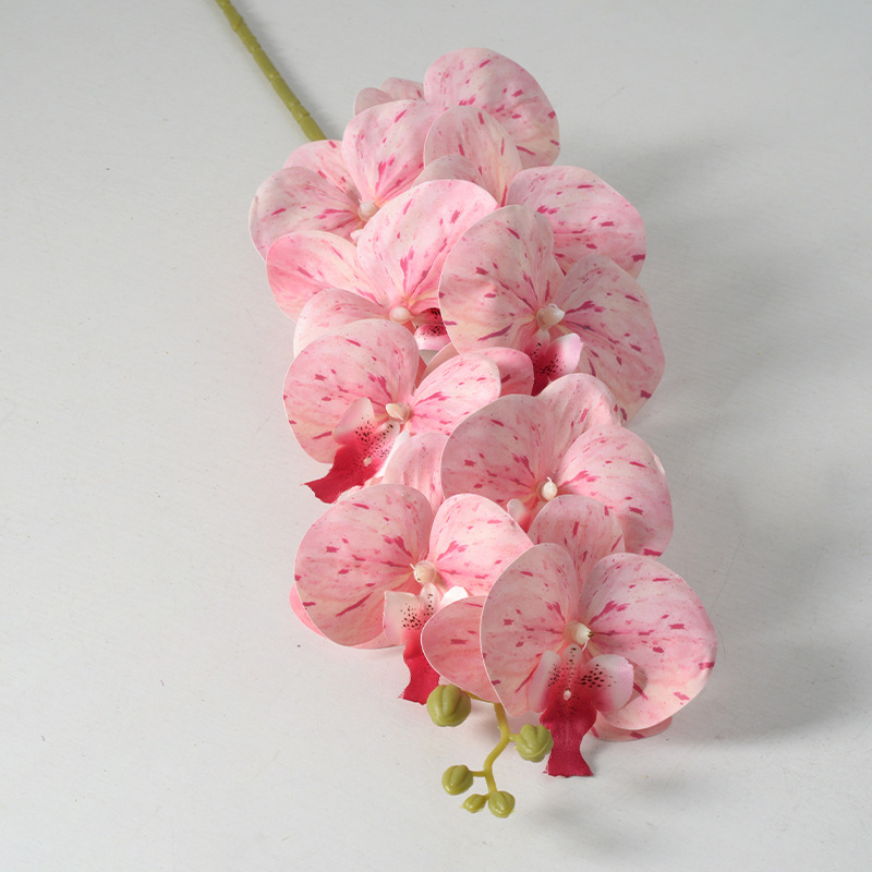9 orchidées phalaenopsis roses