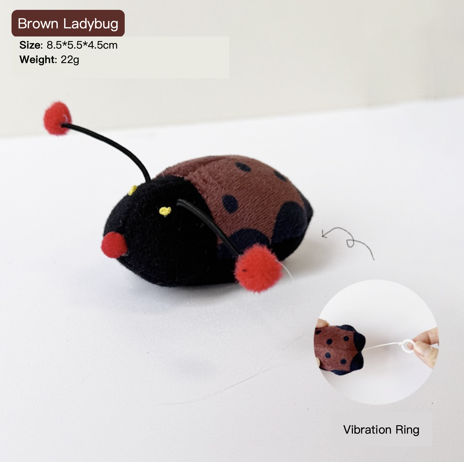 Coccinelle brune