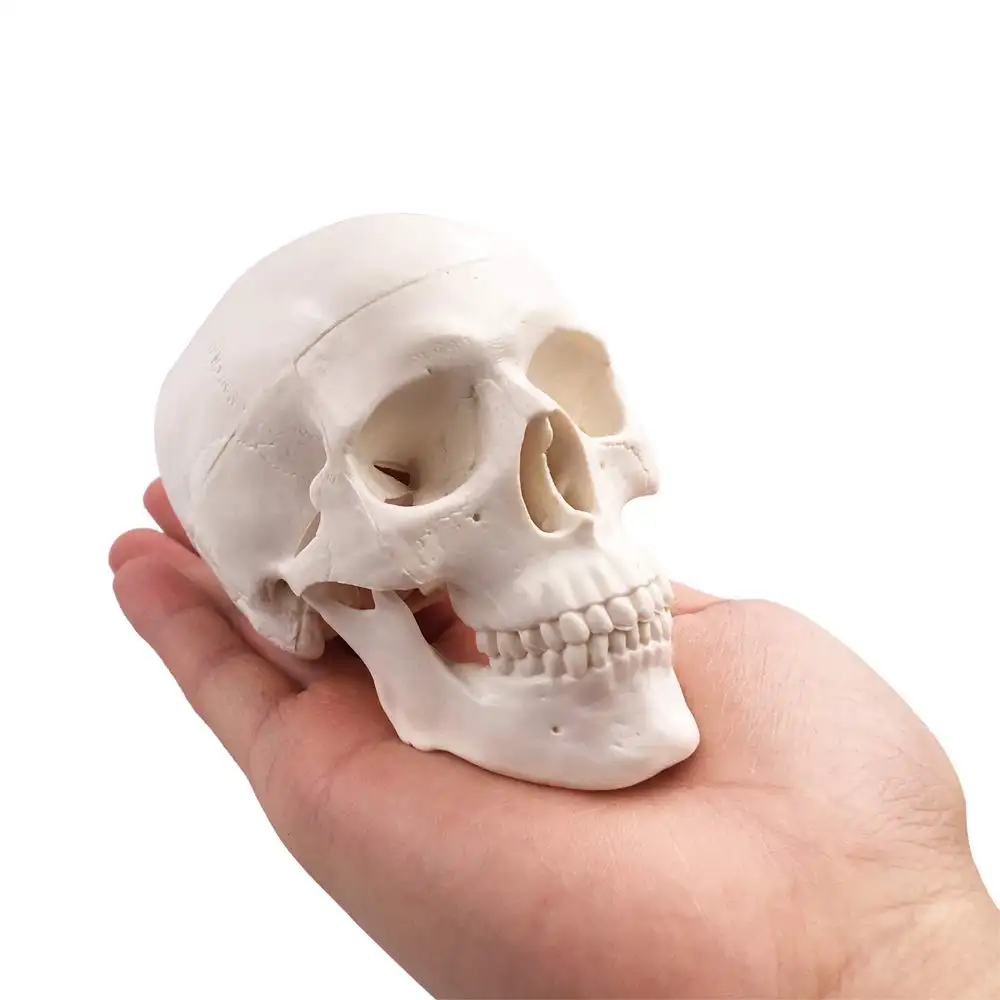 Modelo de Mini cráneo GelsonLab HSBM-069-hueso de la cabeza adulto anatómico médico humano de tamaño pequeño para educación