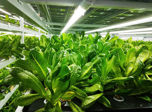 Lyine kích thước tùy chỉnh 2x4 3x3 <span class=keywords><strong>EBB</strong></span> và bảng dòng chảy thủy canh <span class=keywords><strong>EBB</strong></span> và bảng dòng chảy phát triển khay để bán - Product Image 6