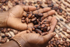 Máquina descascaradora de piel de granos de cacao de 200 kg/h, máquina removedora de cáscara de granos de cacao tostados, línea de procesamiento de polvo de cacao, pelador de cacao - Product Image 4
