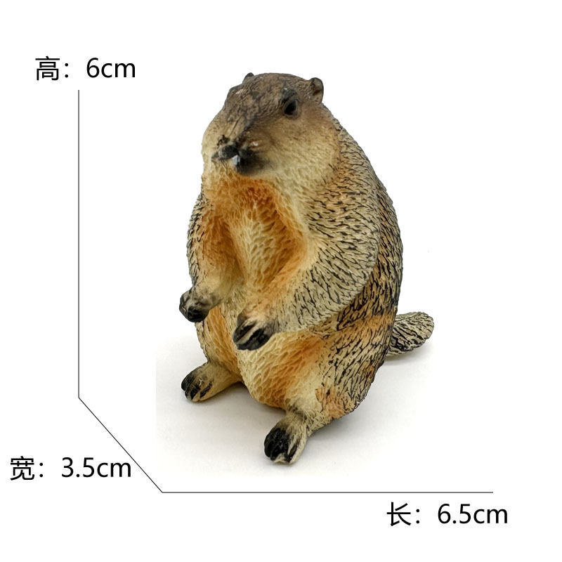 2732 marmotte-54g