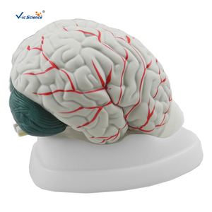 Neues Stil Gehirn modell anatomisches Gehirn Plastik modell menschliche Anatomie des Gehirns imulation Lehr modell - Product Image 3