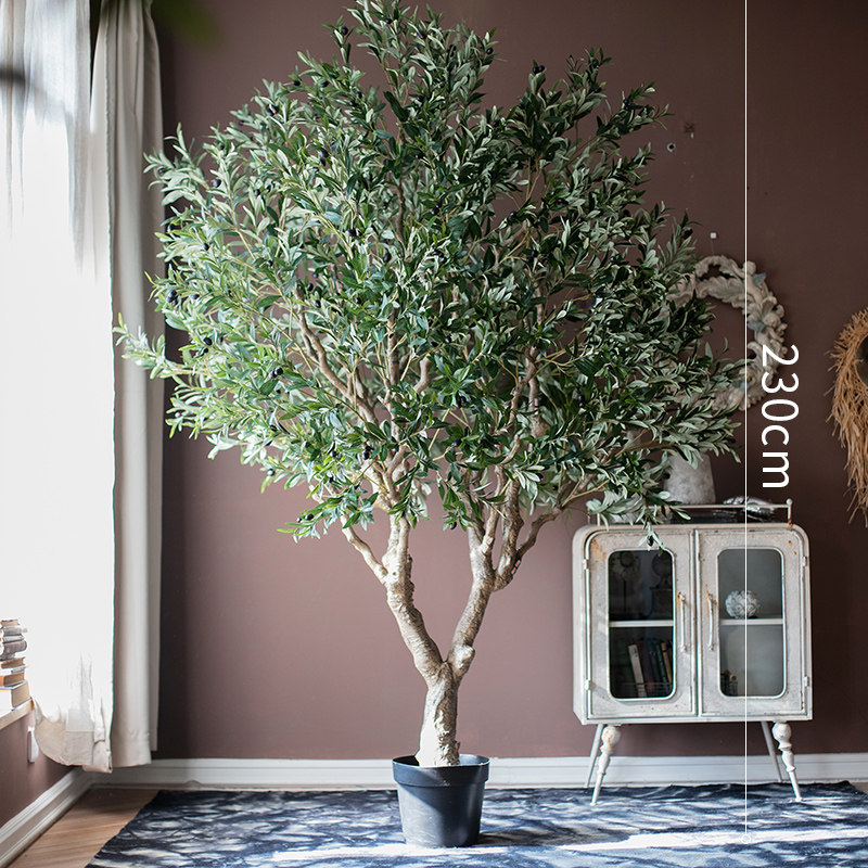 230cm-olive tree