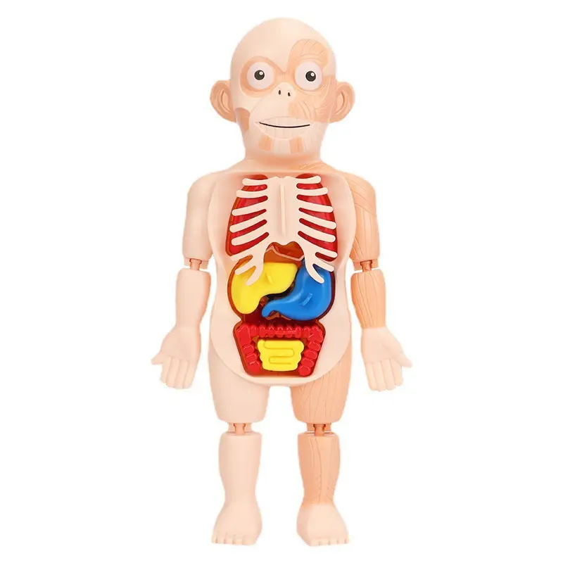 Juguete de cuerpo humano para niños, modelo de cuerpo humano, juguete médico para Educación Temprana, venta al por mayor