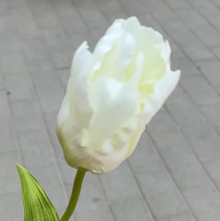 Blanc