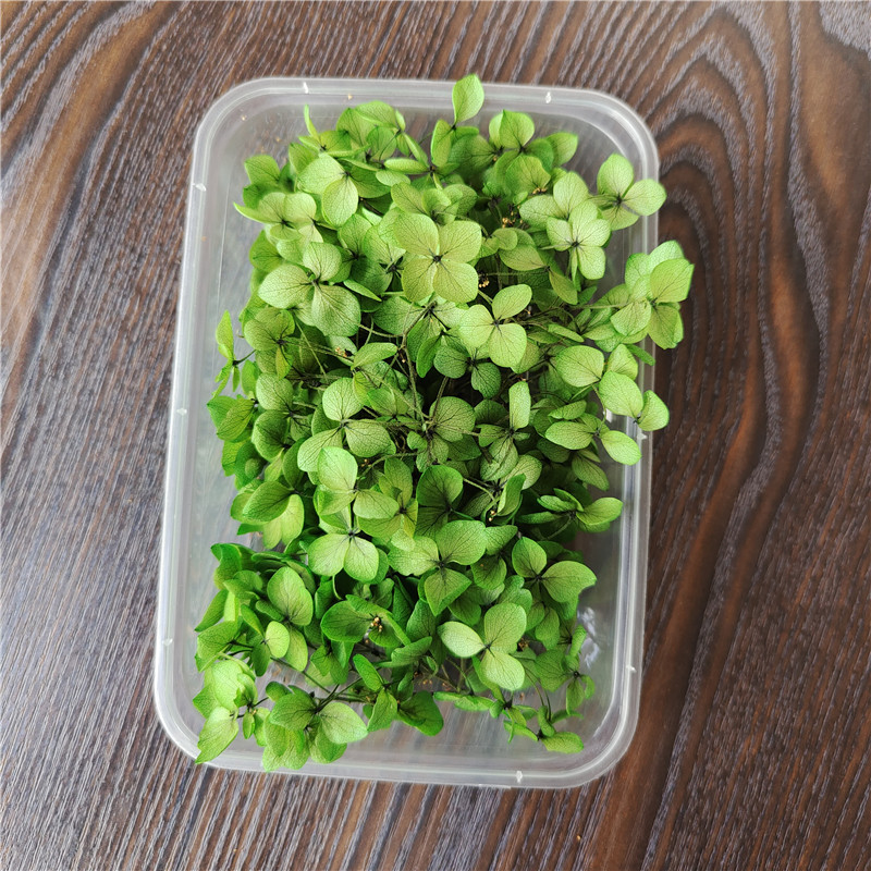 Boîte d'hortensia à ventouse couleur vert-5g, dépliant anna