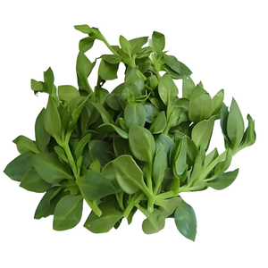 高純度Andrographis Paniculata Extract10:1-100:1植物Andrographis Extract Andrographis Paniculata P.e Extract - Product Image 4