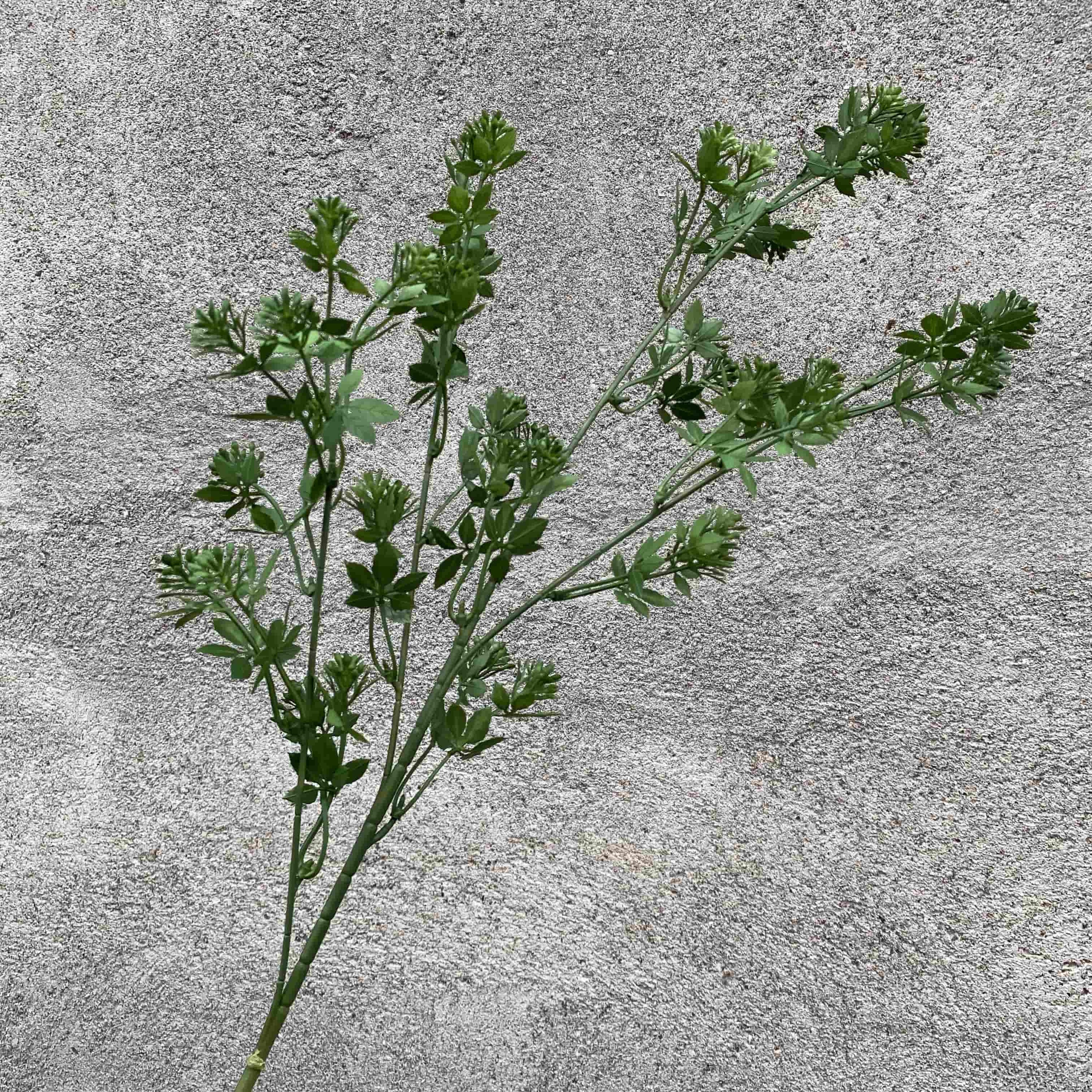 Green leaf-T11