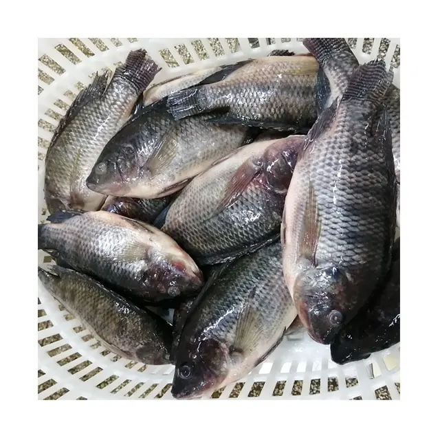 새로운 도착 아프리카 식품 냉동 신선한 틸라피아 물고기 중국에서 공급