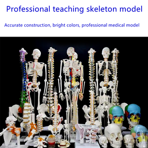 Equipo de enseñanza etmoidal para agrandar la ciencia médica, instrumento científico, modelo de simulación de modelo óseo de disección - Product Image 6