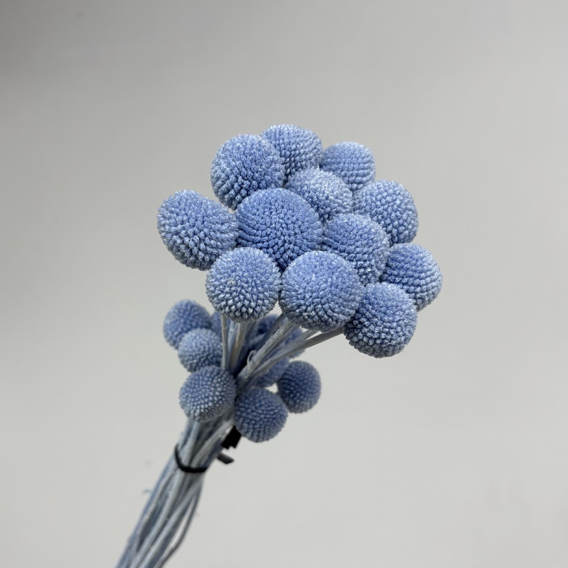 Blue-gray