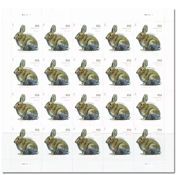 2021 Conejo de cepillo A121