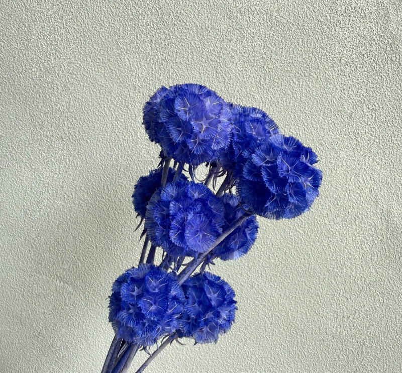 สีน้ำเงินม่วง