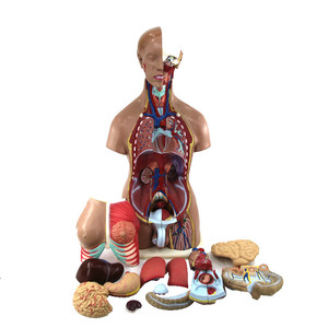 Advanced PVC Medical <strong>Human</strong> Anatomy Torso Model 85 cm 29 Parts <strong>Human</strong> Torso Model