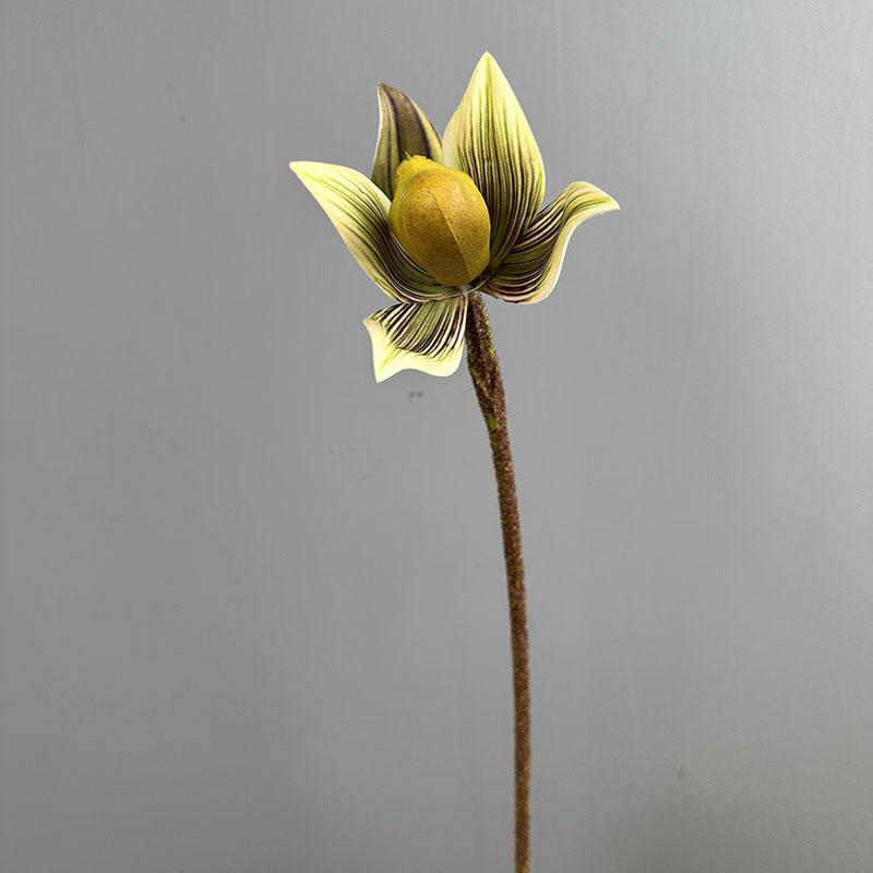 Princess orchid single stem-green elf