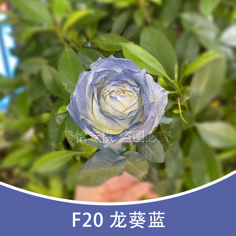 F20 Ao Blue