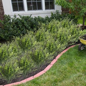 人工屋外植物フェイクシダー植物プラスチックフェイクパインツリー茎緑の低木UV耐性Colorfast屋内屋外 - Product Image 4