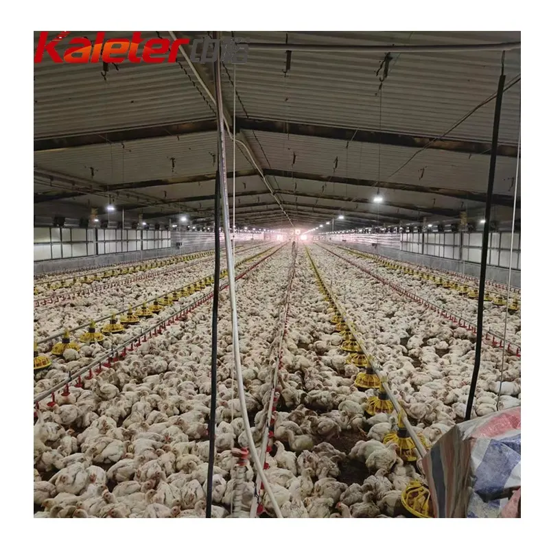 Equipo comercial para pollos, línea de alimentación automática para sartenes de granja, sistema alimentador transportador para casetas de aves de corral y criador