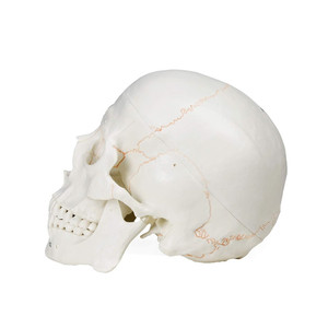 <strong>Human</strong> Skull-<strong>3</strong> Part Life Size <strong>Human</strong> Skull Hand Painted Numbering Skeleton Medical Science Anatomy Skeleton Bone Model