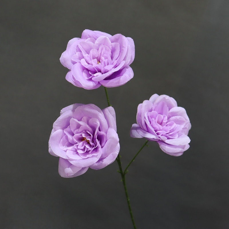 viola 6