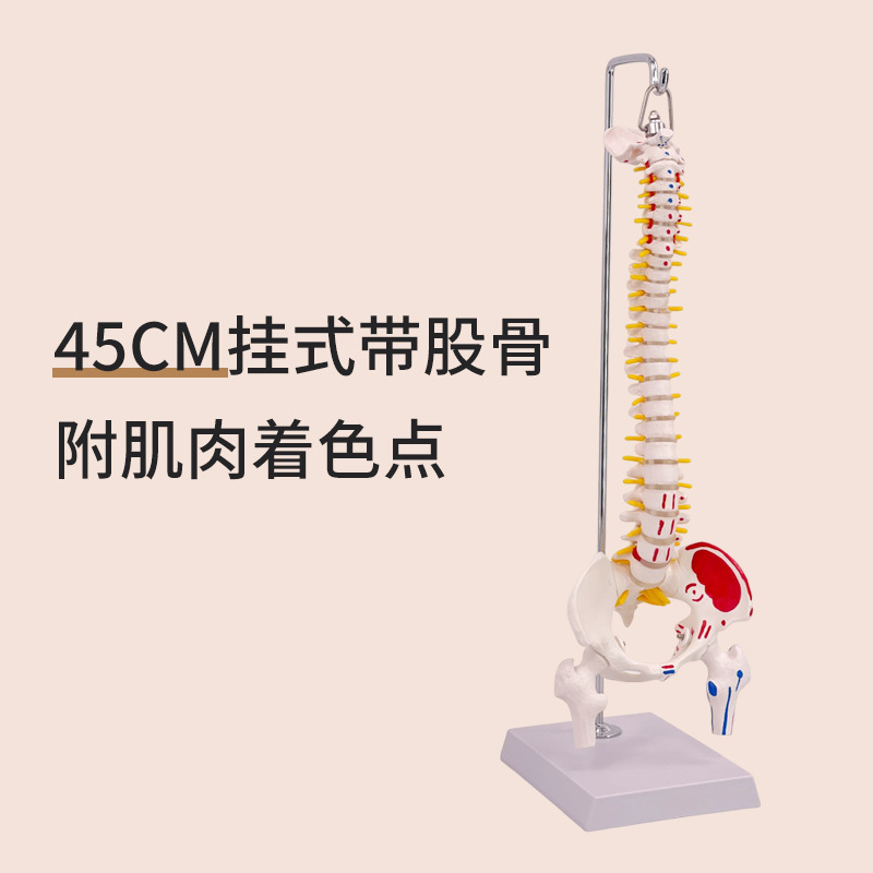 45cm suspended spine with muscle coloring