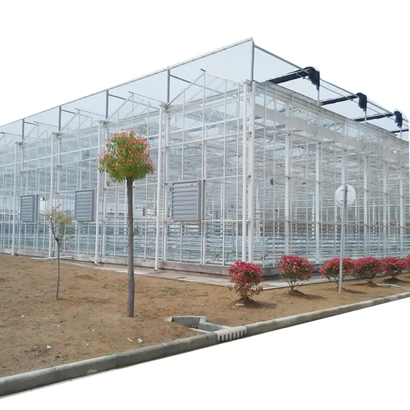 Serra di serre di pomodoro solare conservatorio agricoltura magra a serra invernale