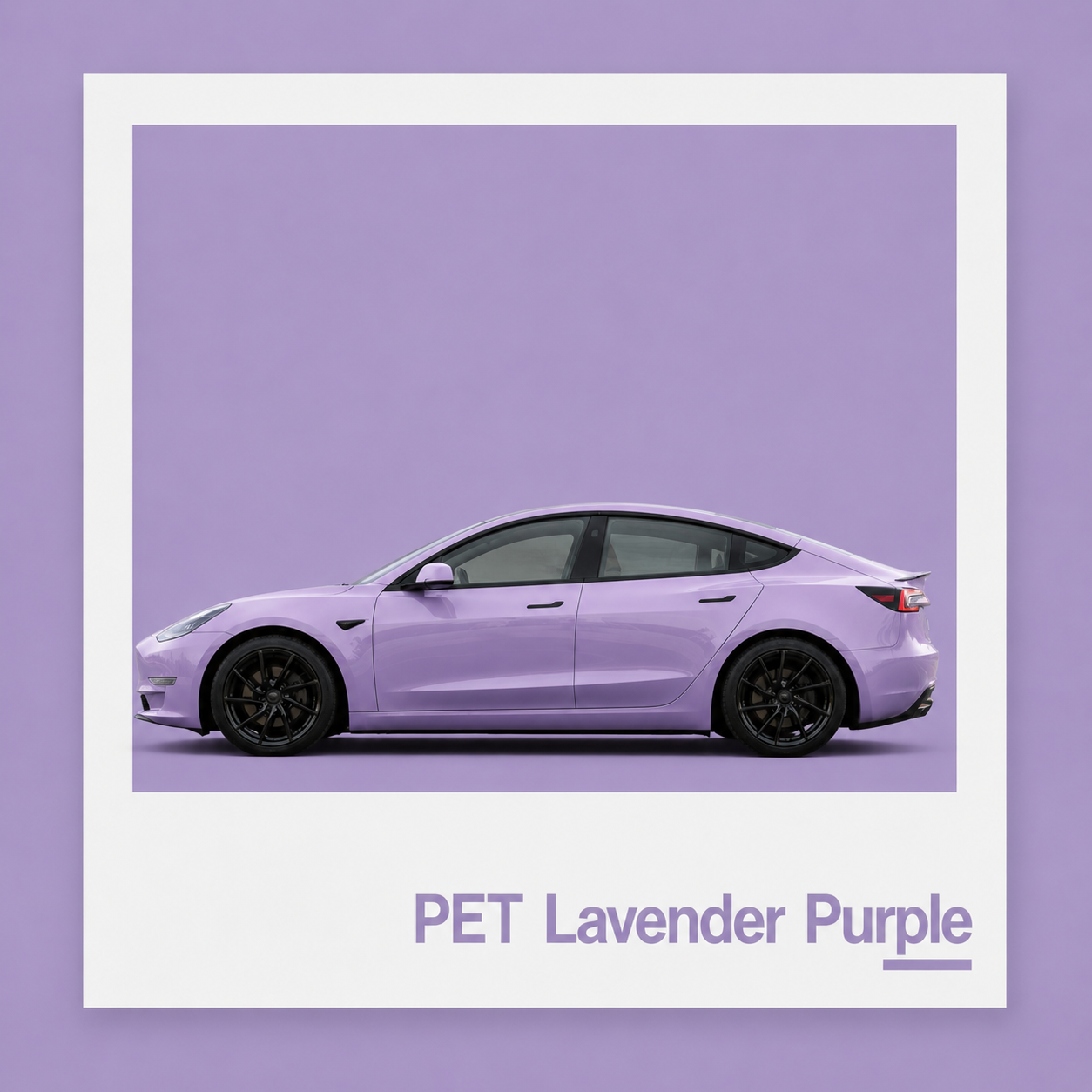 Lavande pourpre