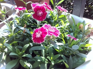 תמיכת התאמה אישית USB מצלמה מודול פוקוס אוטומטי Ov5693 5 מגה פיקסל 30fps מצלמה מודול תקע ולשחק - Product Image 4