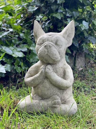 Meditation dog high