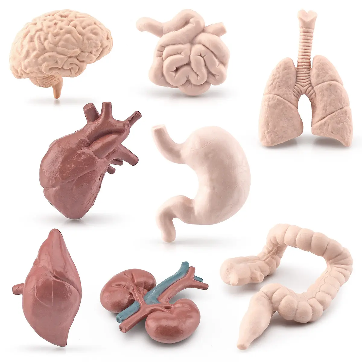 Aiuti didattici per bambini che simulano organi umani cervello cuore gastrointestinale polmone fegato renale modello