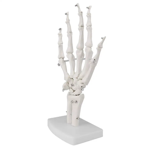 医療スケルトンモデル人間の手関節尺骨半径人間の等身大スケルトンモデル - Product Image 6