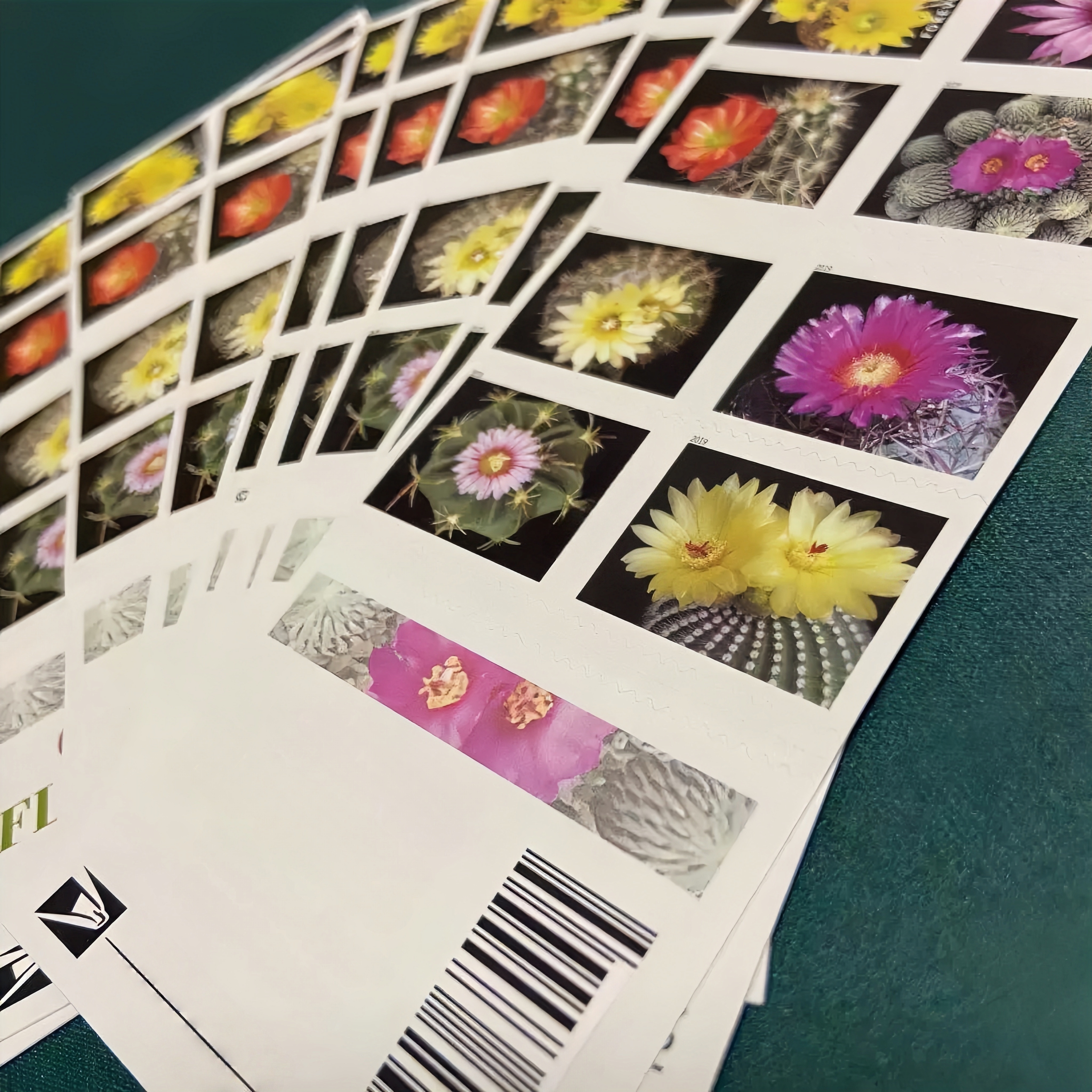 Fleurs de cactus 2019 (100 pièces) 500374-B0-11-19XRZ