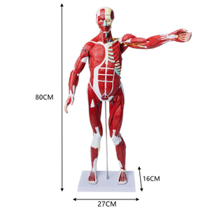 科学教育モデルトレーニングモデルモデル筋肉ヒューマノ等身大 - Product Image 1