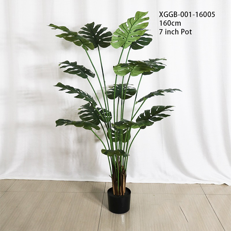 160 centimetri/Monstera