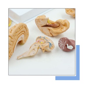 Scienza medica modello anatomico umano del cervello educazione insegnamento modello del cervello umano 8 parti modello del cervello di anatomia staccabile