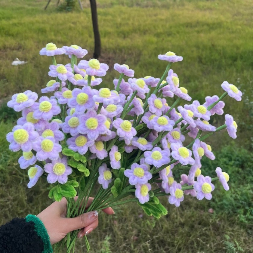 Viola